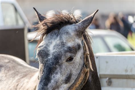 Conheça o Bardoto: animal híbrido de cavalo e jumenta